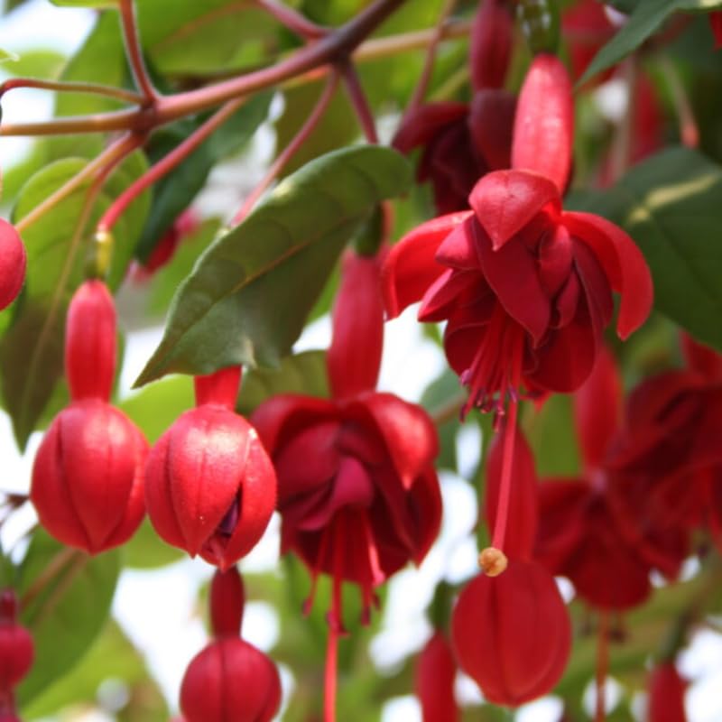 Maroon Red Fuchsia Flower Seeds for Planting Cottage Garden Essential Heirloom & GMO Free Seeds for Home Garden
Sale