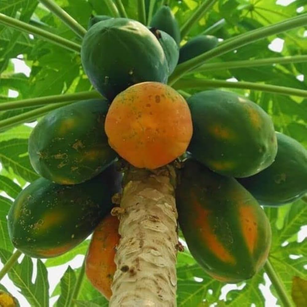 Fast-Growing Papaya Planting Seeds for Home Gardens