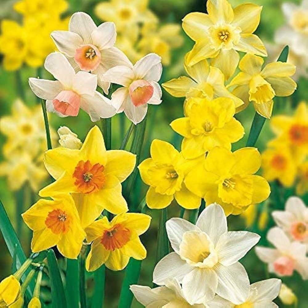 Light Yellow Daffodil Seeds for Planting Perennial Spring Blooms for Garden