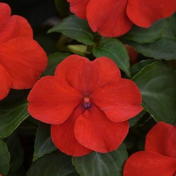 Impatiens Sun and Shade Burgundy Seeds for Versatile Flowering