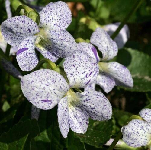 Viola Viola tricolor Seeds for Planting in Flower Bed and Container Garden