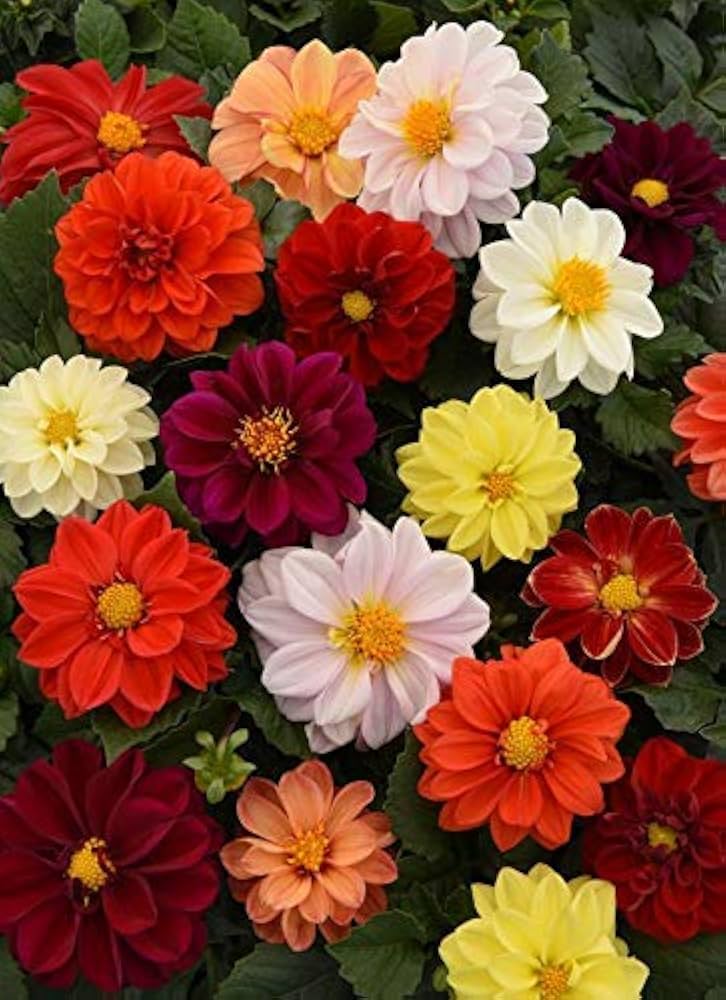 Dahlia Figaro Mix Seeds for Planting Annual Flower Beds and Pots