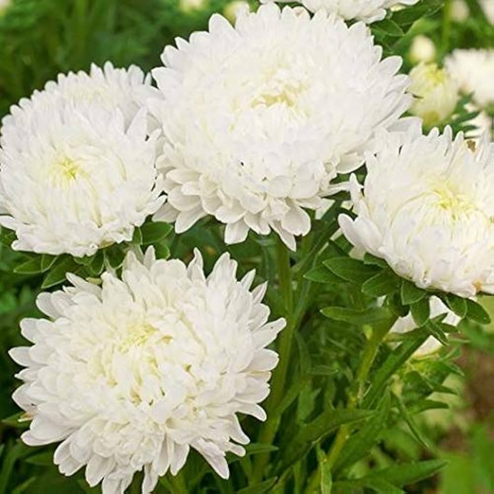 Paeony Herzogin Gelb Aster Seeds for Planting flower bed