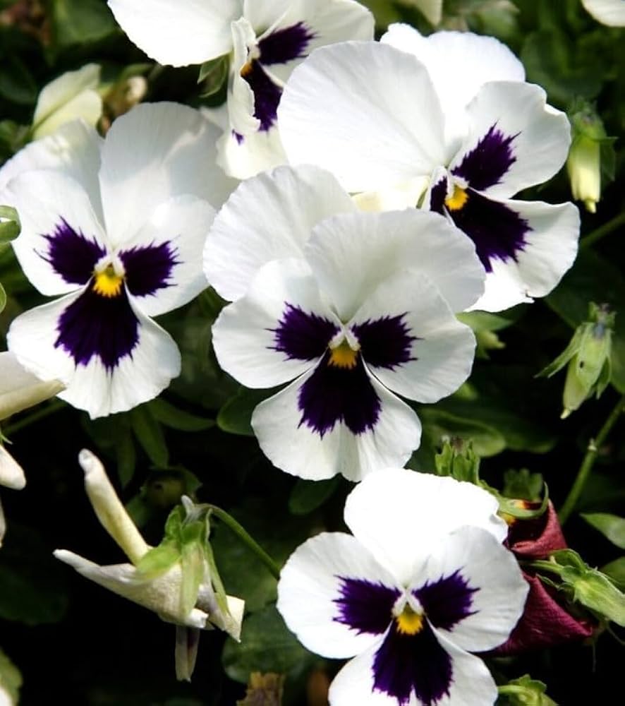 Viola Silverbride Swiss Giant Flower Seeds for Garden Decoration