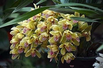 Cream Cymbidium Flower seeds blooming in flower beds, containers, borders, and pollinator-friendly gardens