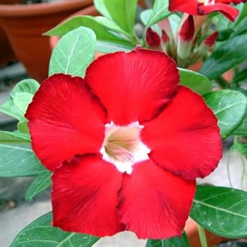 Dark Red Adenium Obesum Seeds Flower seeds for Planting Compact Growth Heirloom & GMO Free Seeds for Home Garden
Sale for planting in home garden