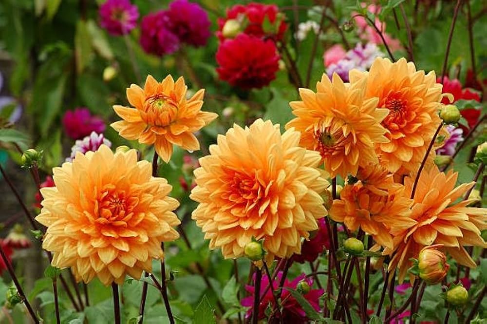 Mixed Dahlia Dahlia pinnata Seeds for Planting