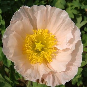 Pale Pink Iceland Flower seeds blooming in flower beds, containers, borders, and pollinator-friendly gardens