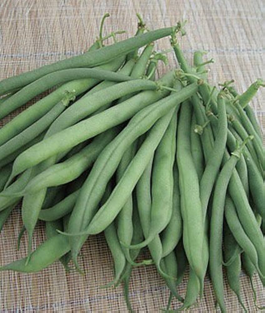 France Lago Blu Pole Bean Seeds for Planting vegetable patch