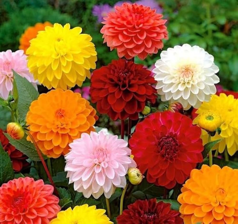 Mix Dahlia Fantasy Flower seeds blooming in flower beds, containers, borders, and pollinator-friendly gardens