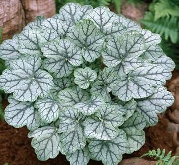 White Coral Bells Flower seeds for Planting - Cut Flower Favorite, Heirloom & GMO Free Seeds for Home Garden
Sale for planting in home garden.