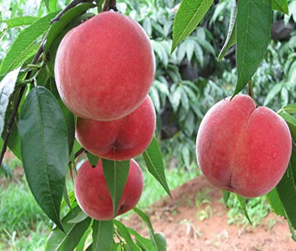 Peach Prunus persica for planting in flower bed or vegetable patch