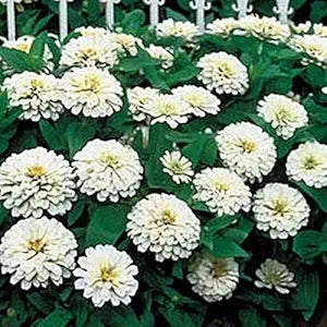 Zinnia Benary Giant White Seeds for Large, White Zinnia Blooms