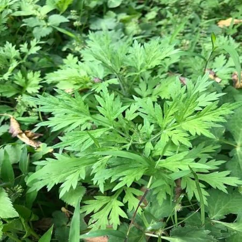 Premium Artemisia Argyi Seeds for Garden Planting
