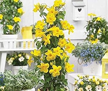 White Green Succulent Flower Seeds – Bright Blooms Heirloom & NonGMO Seeds for Home Garden
Sale for planting in home garden