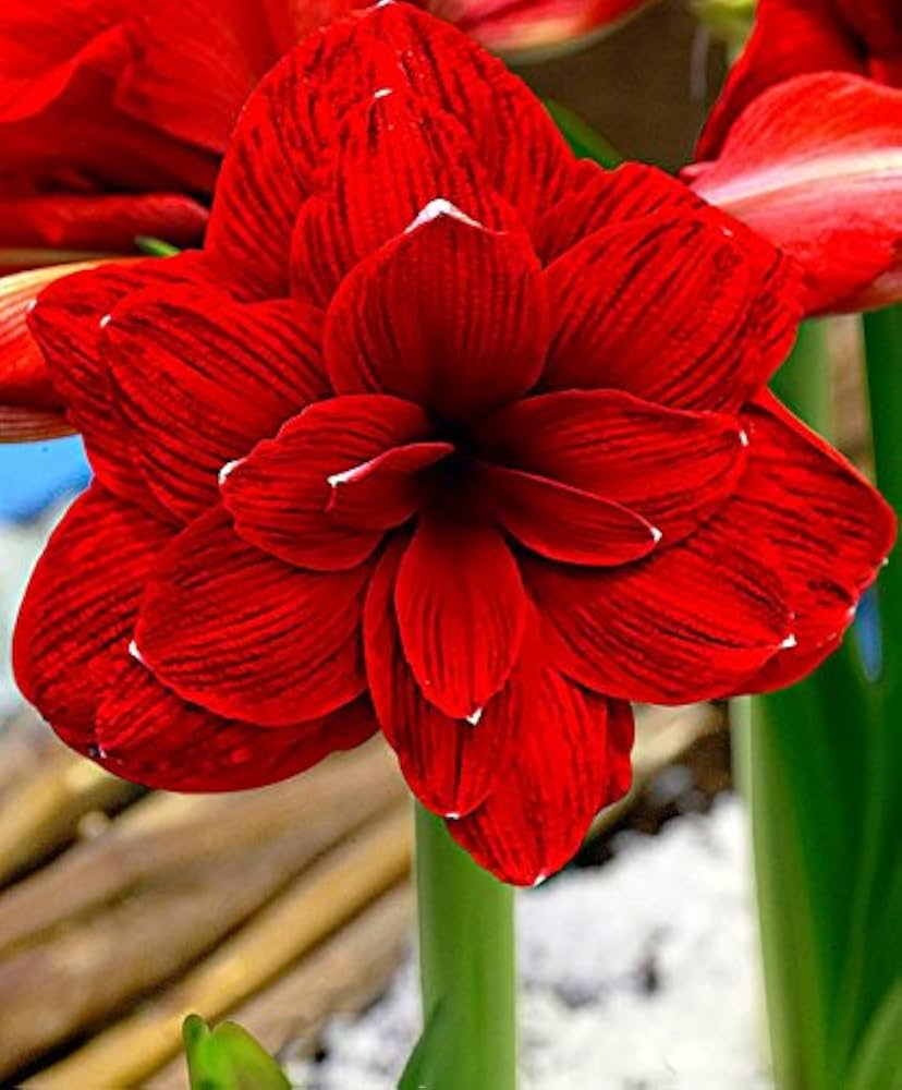 Amaryllis Flower Hippeastrum spp. Seeds for Planting in Indoor Garden