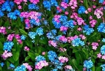 Mix Nezabudka Flower seeds for Planting Vibrant Growth Heirloom & GMO Free Seeds For Home Garden
Sale for planting in home garden