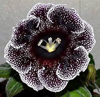Black White Gloxinia Flower seeds for Planting - Hardy Variety, Heirloom & GMO Free Seeds for Home Garden