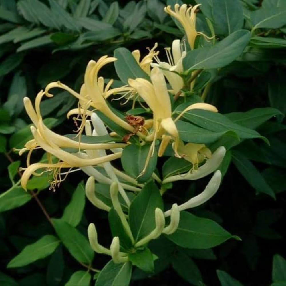 Evergrowseeds honeysuckle vine flower seeds for planting, featuring small seeds suitable for garden cultivation of Lonicera spp.