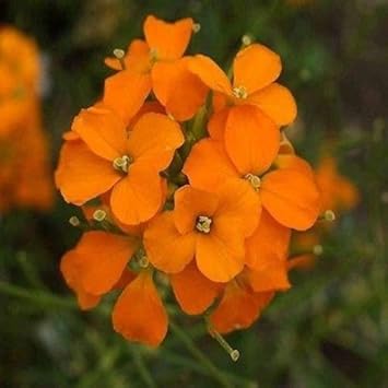 Orange Wall Flower seeds blooming in flower beds, containers, borders, and pollinator-friendly gardens