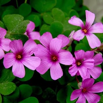 Heirloom Oxalis Flower seeds blooming in flower beds, containers, borders, and pollinator-friendly gardens