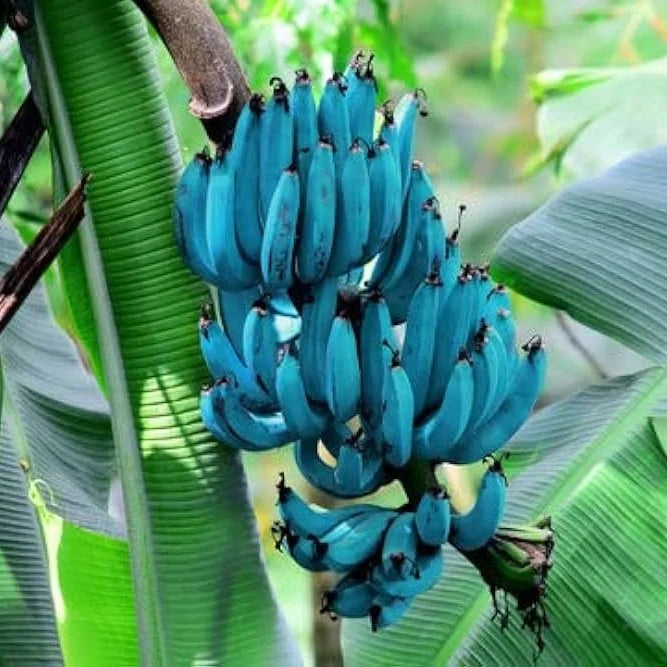 Banana Fruit Seeds for Planting Guide