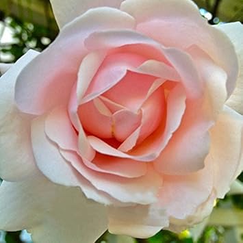 Pink Dawn Rose Flower seeds blooming in flower beds, containers, borders, and pollinator-friendly gardens