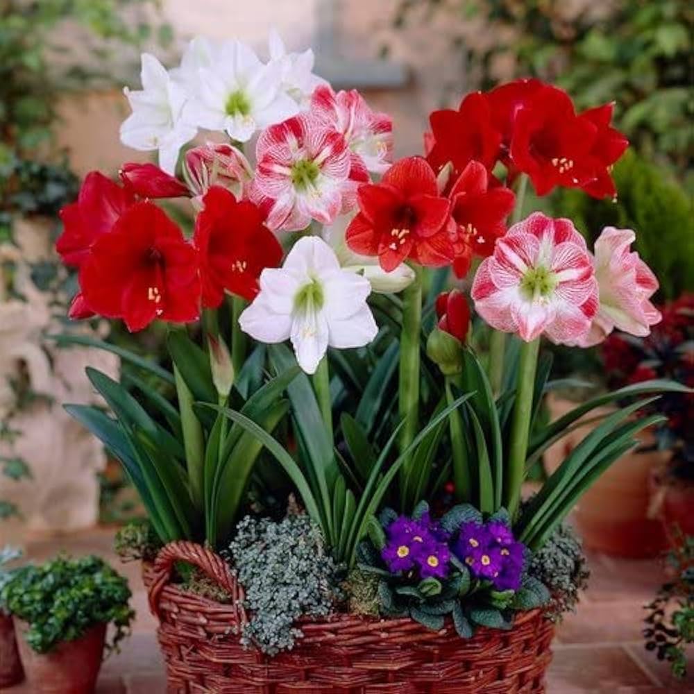 Mixed Amaryllis Bulbs Flower seeds for Planting - Bright Blooms, Heirloom & GMO Free Seeds for Home Garden