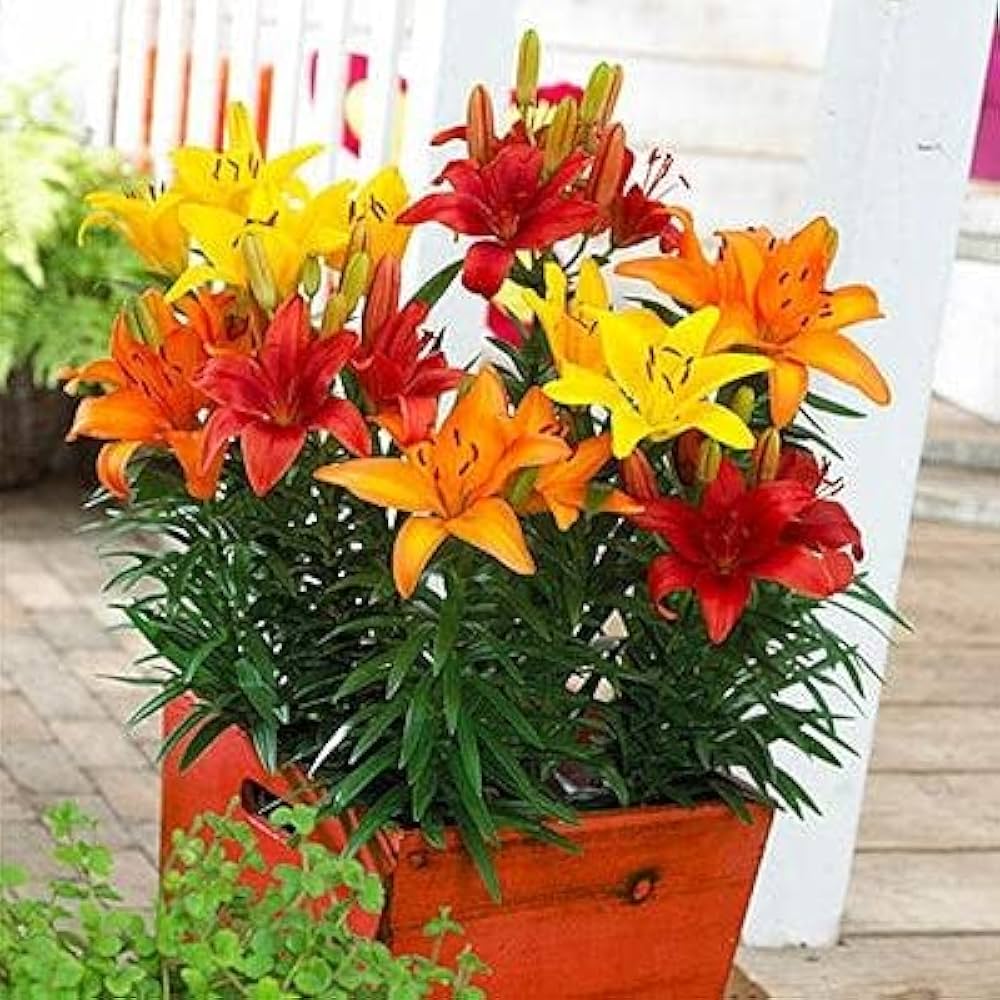 Mixed Lily Flower Lilium spp. Seeds for Planting urban garden home garden