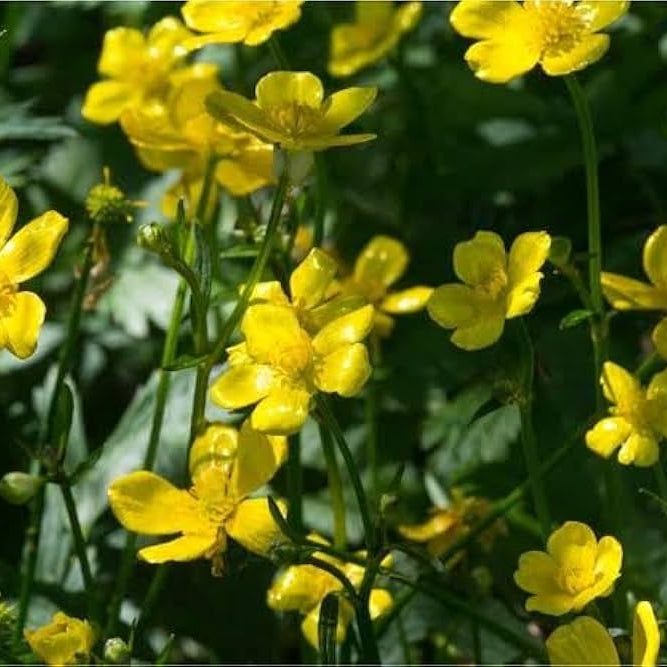 Early Buttercup Native Wildflower Seeds for Pollinator-Friendly Gardens