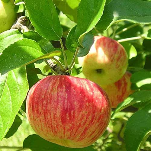 Red & Yellow Apple Fruit Seeds for Easy Planting