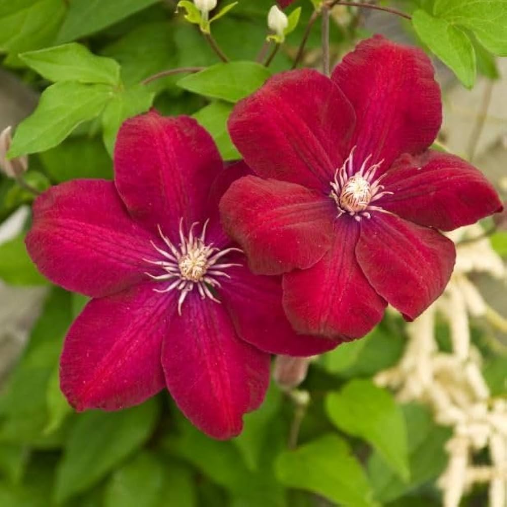 Red White Clematis Flower seeds for Planting Bright Blooms Heirloom & GMO Free Seeds for Home Garden
