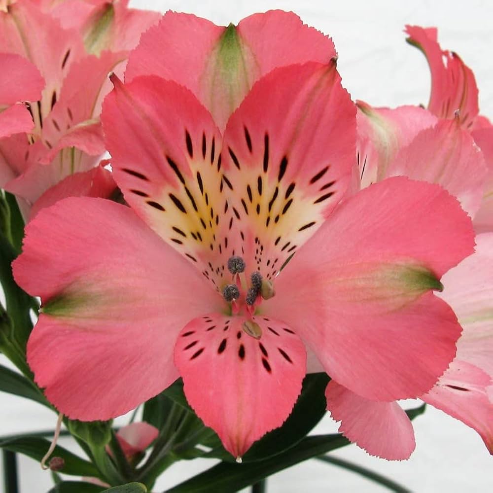 Evergrowseeds Alstromeria Peruvian Lily flower seeds for planting in garden, showing seed packets with colorful flower illustrations.