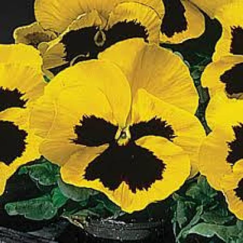 PANSY Schweizer Riesen Mix Seeds for Planting - Ideal for Flower Bed & Garden