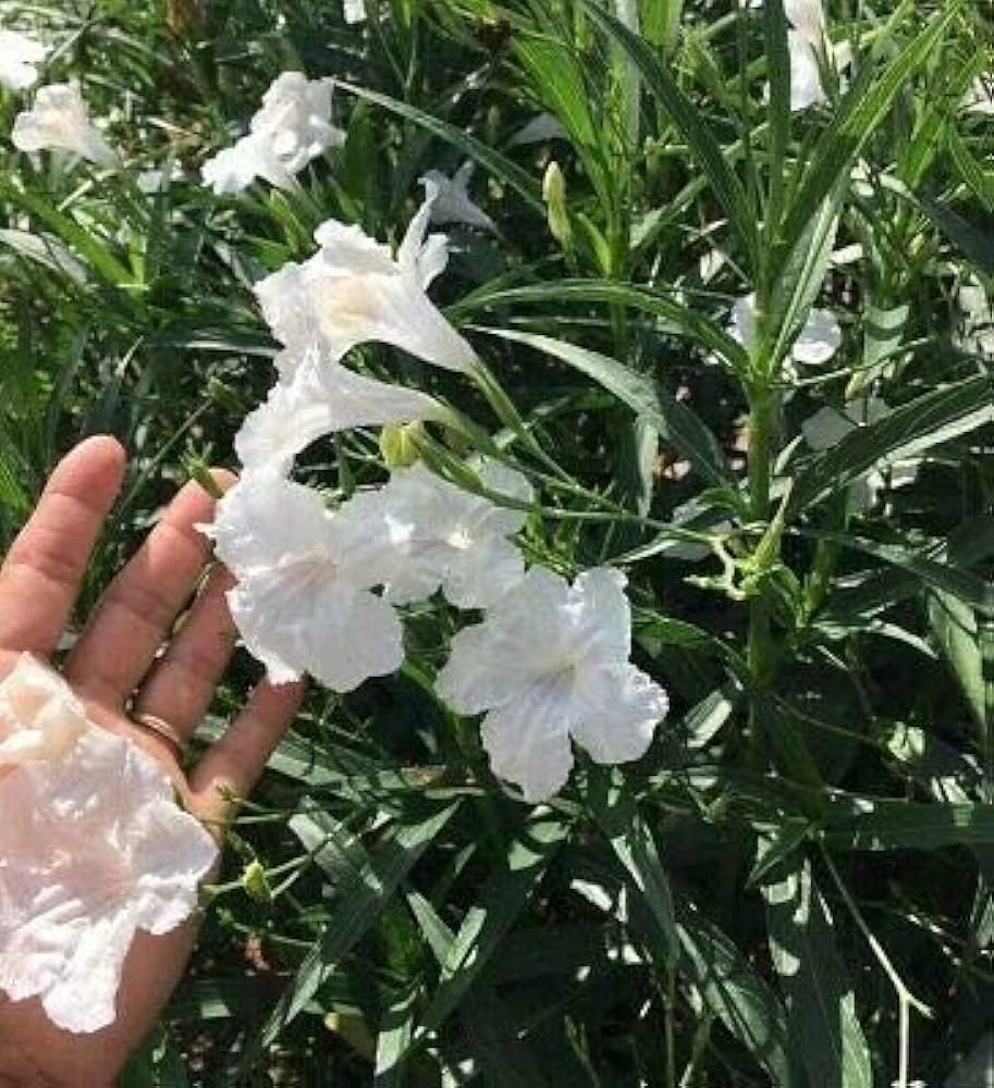 Ruellia Ruellia tuberosa Seeds for Planting in Tropical Garden and Planters