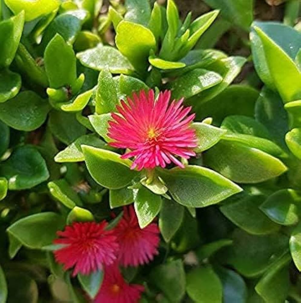 Rose Aptenia Flower seeds for Planting - Easy to Grow, Heirloom & GMO Free Seeds for Home Garden