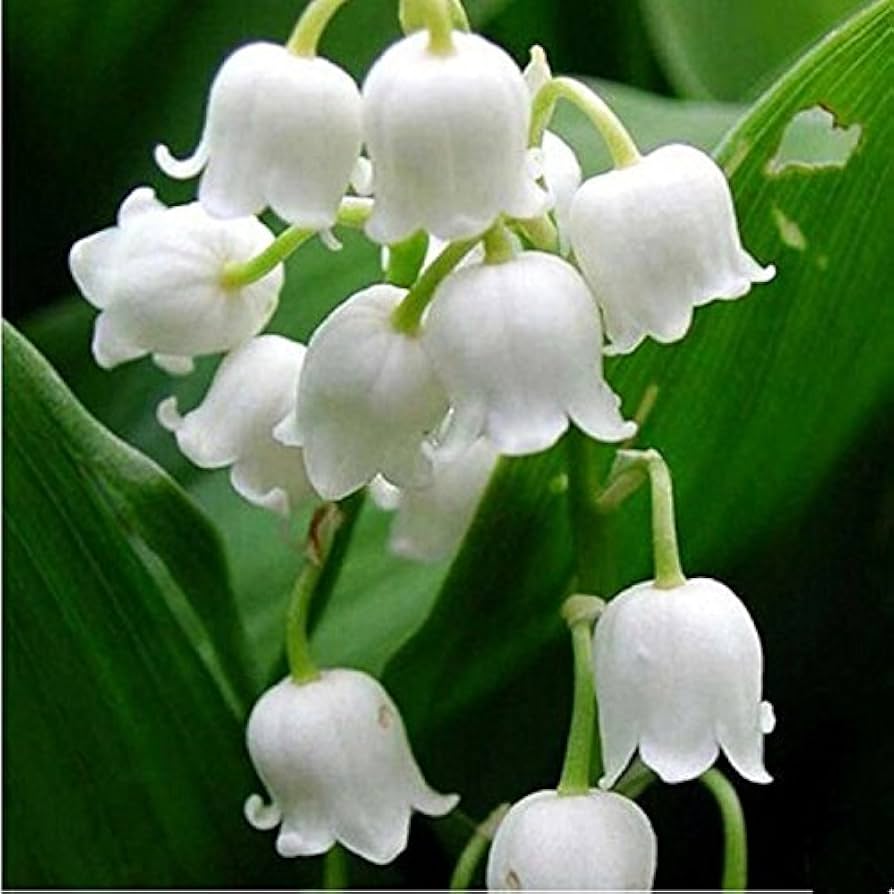 White Windbell Orchid Flower seeds for Planting - Garden Favorite, Heirloom & GMO Free Seeds for Home Garden
Sale seeds for home garden