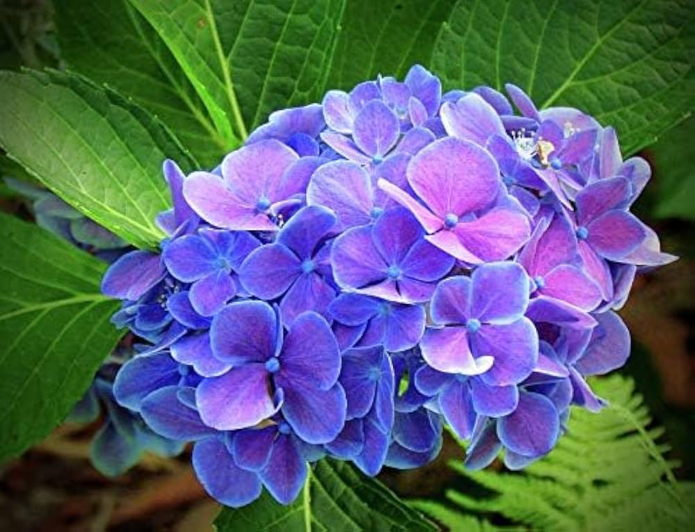 Blue Purple Hydrangea Flower seeds for Planting - Easy to Grow, Heirloom & GMO Free Seeds for Home Garden