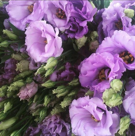Lavender Eustoma (Lisianthus) Flower seeds blooming in flower beds, containers, borders, and pollinator-friendly gardens