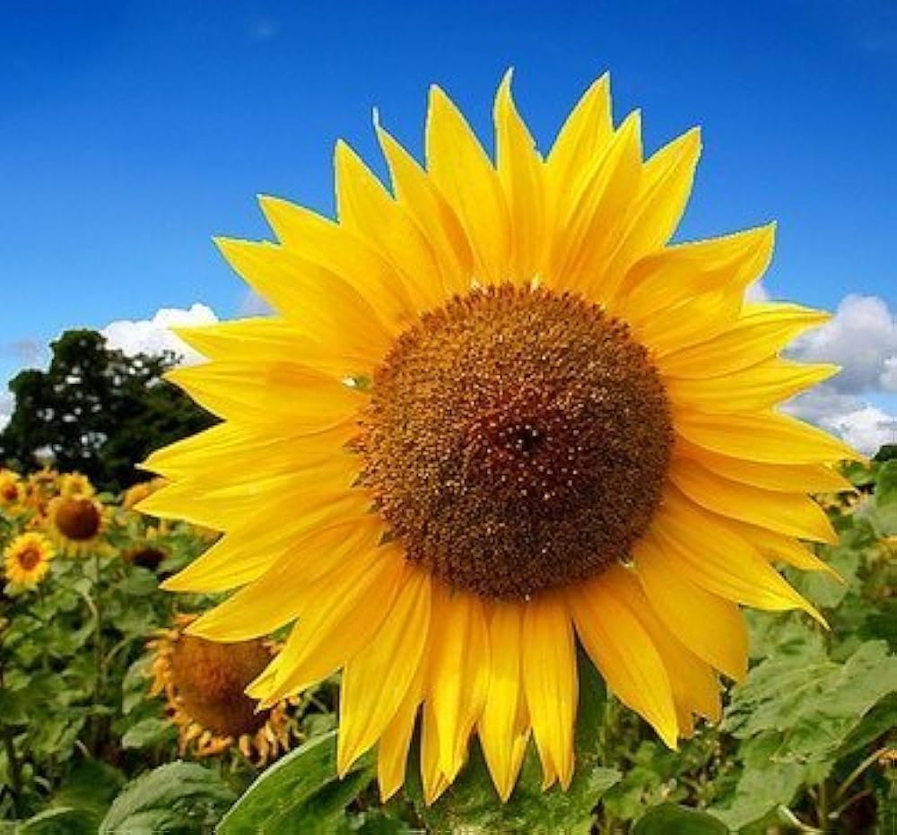 Sunflower Organic Helianthus Annuus Seeds