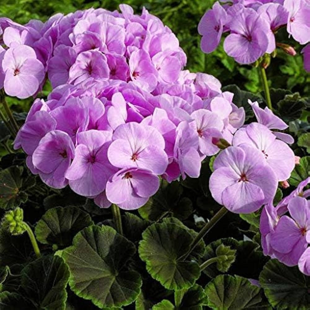 Violet Univalve Geranium Flower Seeds for Planting Perfect for Borders Heirloom & GMO Free Seeds for Home Garden
Sale