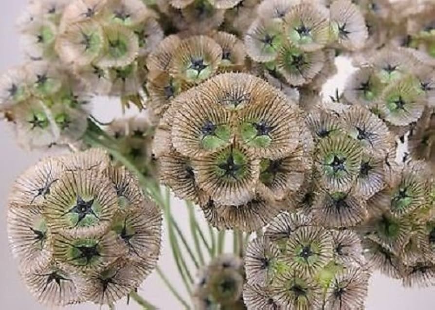 Starflower Seeds for planting in colorful garden