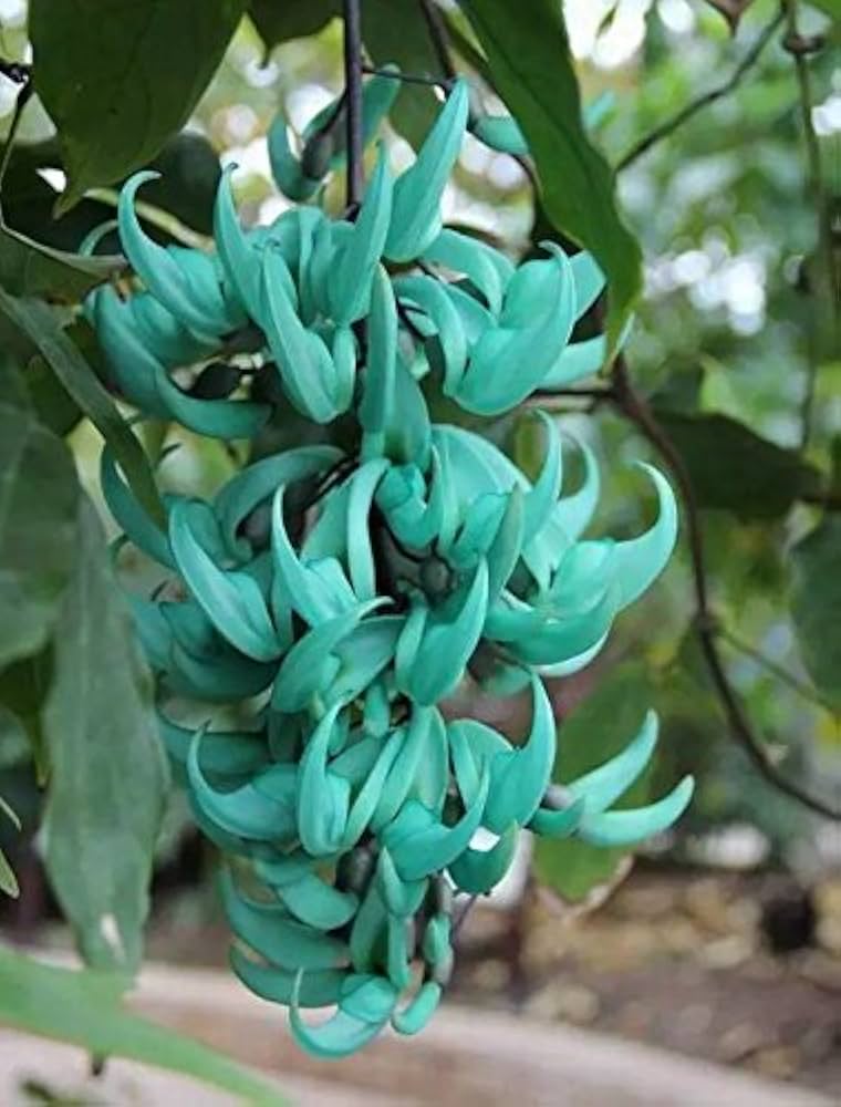 Strongylodon Flower seeds for Planting - Vibrant Colors, Heirloom & GMO Free Seeds for Home Garden