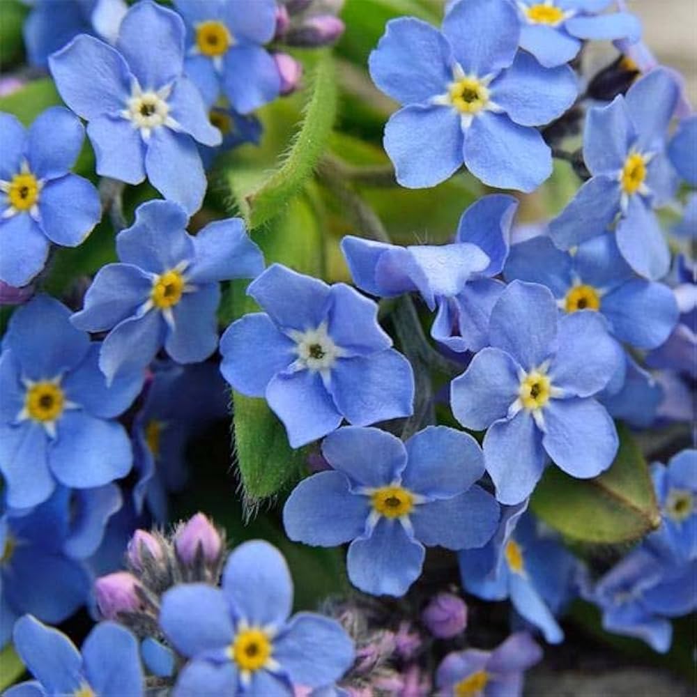 Forget-Me-Not Myosotis spp. Seeds for Planting - Ideal for Flower Bed & Home Garden