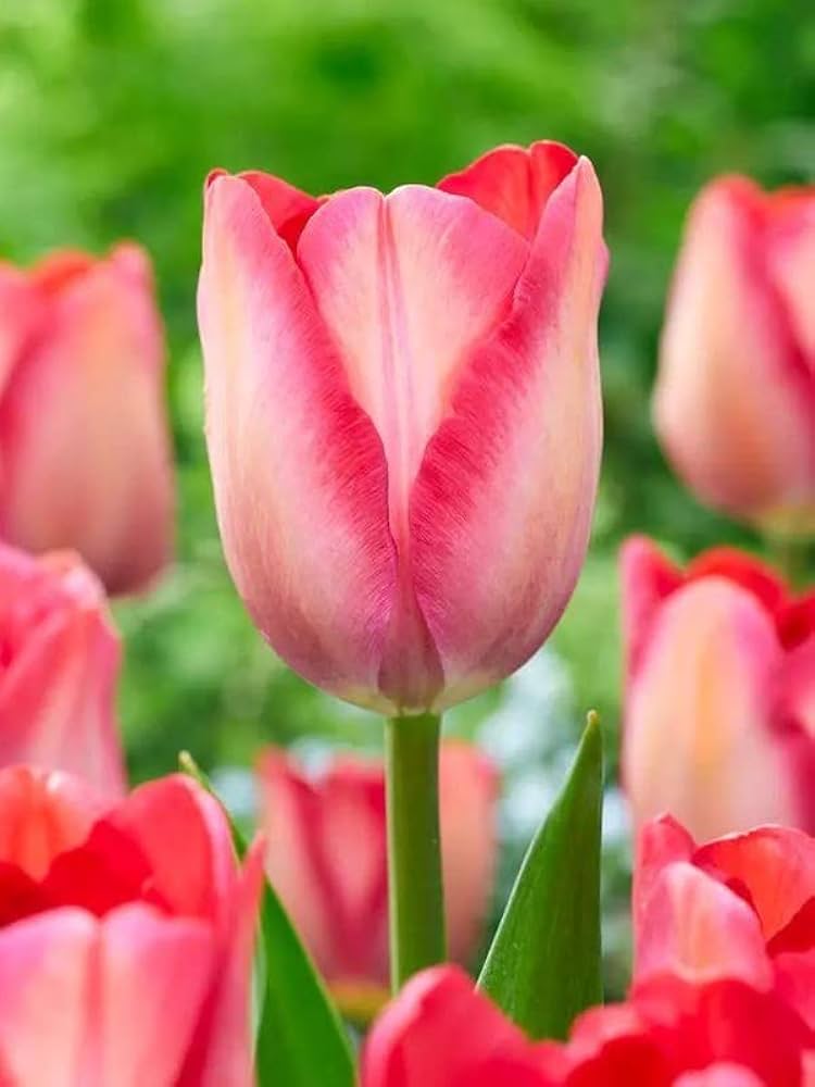 Pink White Tulip Flower seeds for Planting - Fragrant Blossoms, Heirloom & GMO Free Seeds for Home Garden