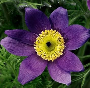 Violet Anemone Pulsatilla Flower seeds for Planting Sun Loving Heirloom & GMO Free Seeds For Home Garden
Sale for planting in home garden