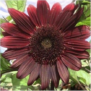 Chocolate Sunflower Flower seeds for Planting - Premium Quality, Heirloom & GMO Free Seeds for Home Garden
Sale seeds for planting in home garden