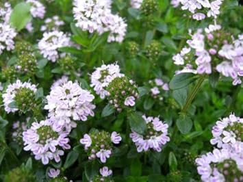 Purple Savory Satureja Flower seeds blooming in flower beds, containers, borders, and pollinator-friendly gardens