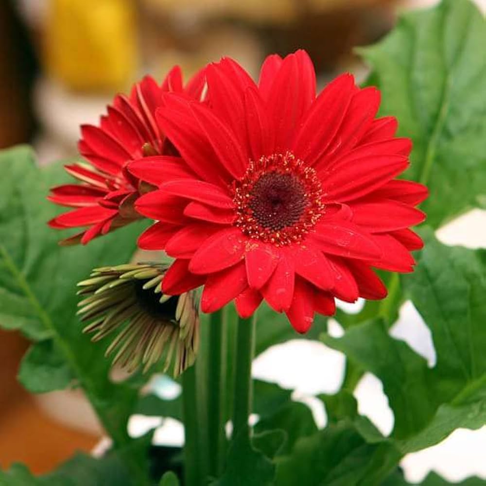 Gerbera Daisy Gerbera jamesonii for planting in indoor planter