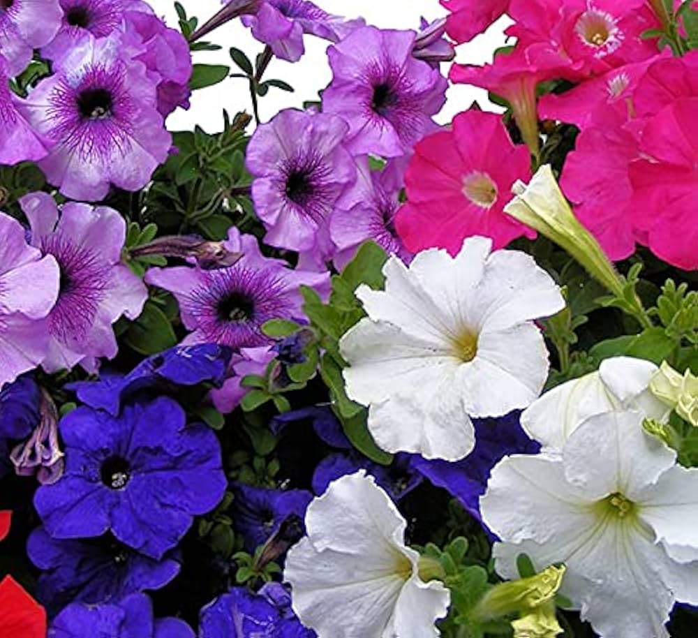 Prism Sundae Mix Petunia Seeds for Colorful Garden Displays